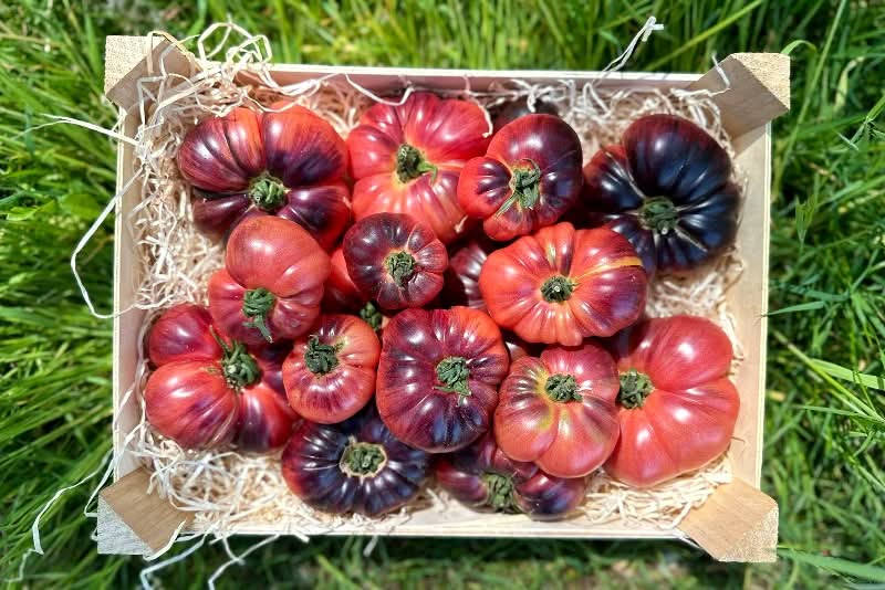 Tomaten "Indigo Blue" Bio (alte Sorte) aus der Provence samenfest