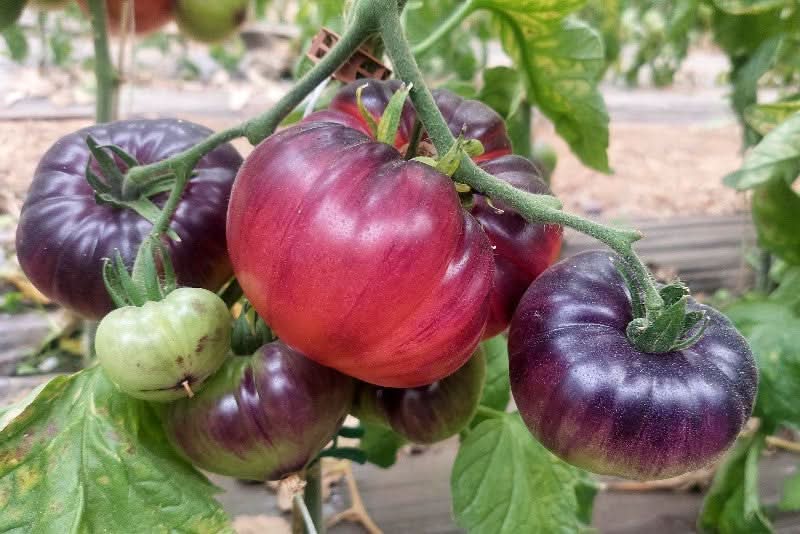 Tomaten "Indigo Blue" Bio (alte Sorte) aus der Provence samenfest - Image 2
