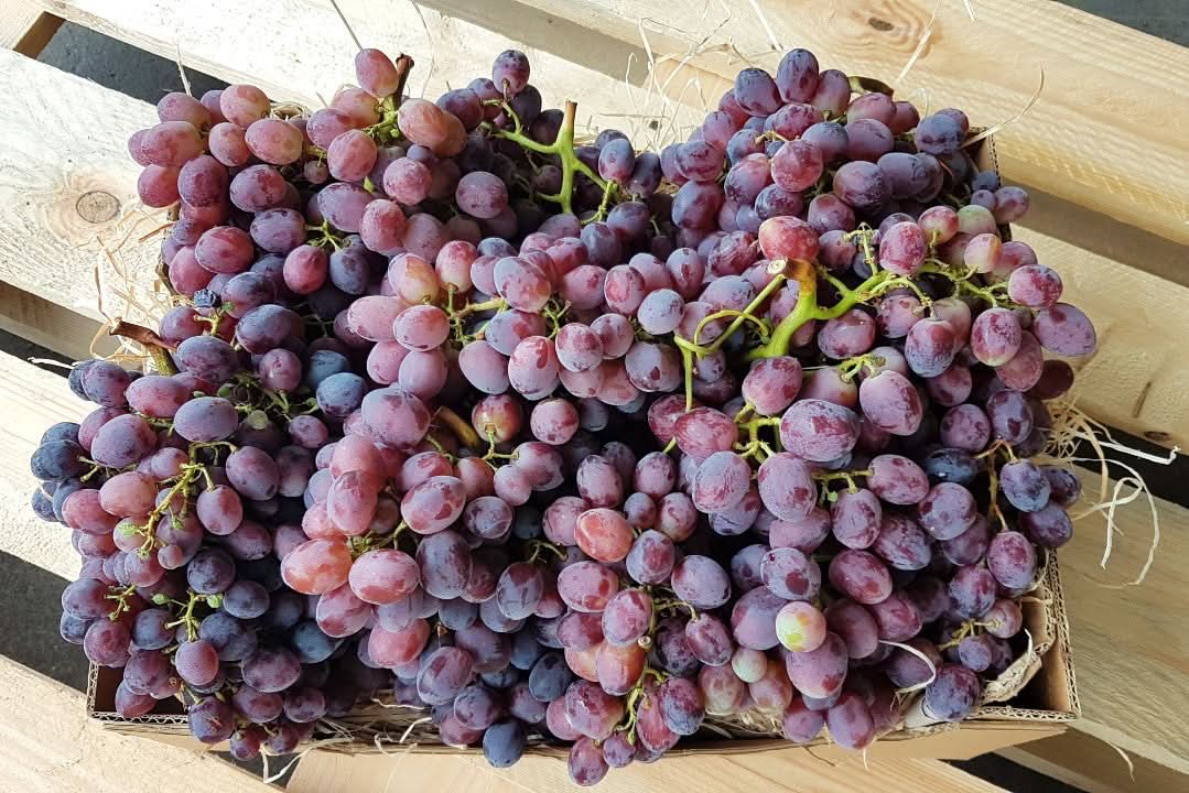 Traube Rose Bio kernlos Von Filippo aus Sizilien Aktionswoche