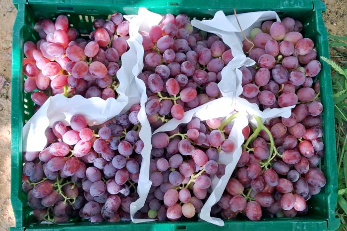 Traube Rose Bio kernlos Von Filippo aus Sizilien Aktionswoche - Image 3