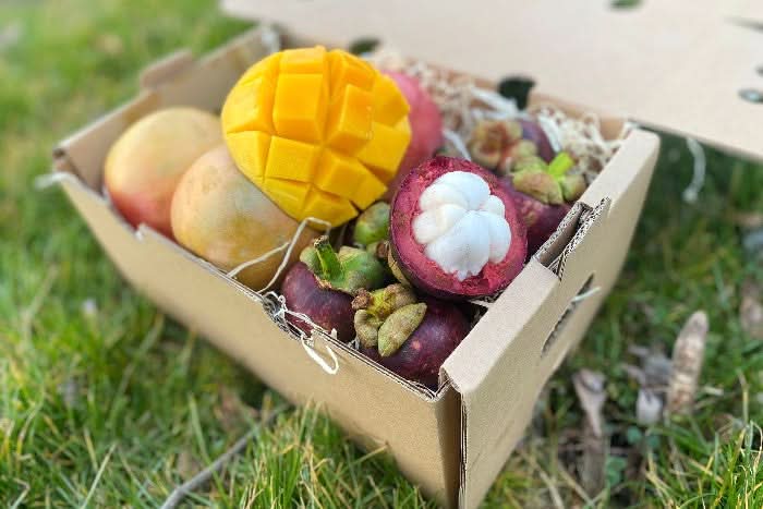 Mango-Stan Lover Box - Image 3