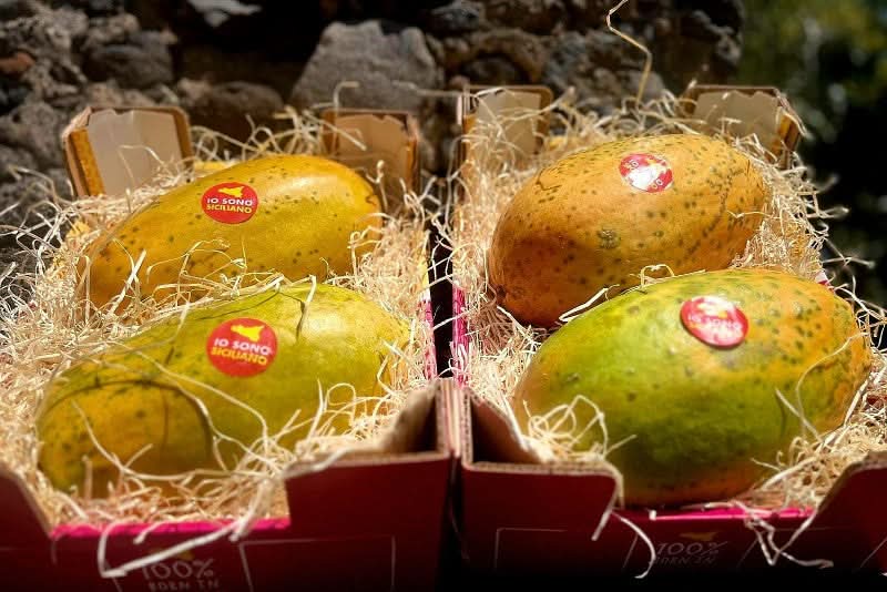 Vulkan Papayas Bio von Andrea aus Sizilien Aktions-Box - Image 3