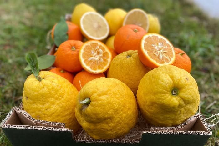 Bio-Zitrusbox „Mediterrane Marmeladenträume“ - Image 3