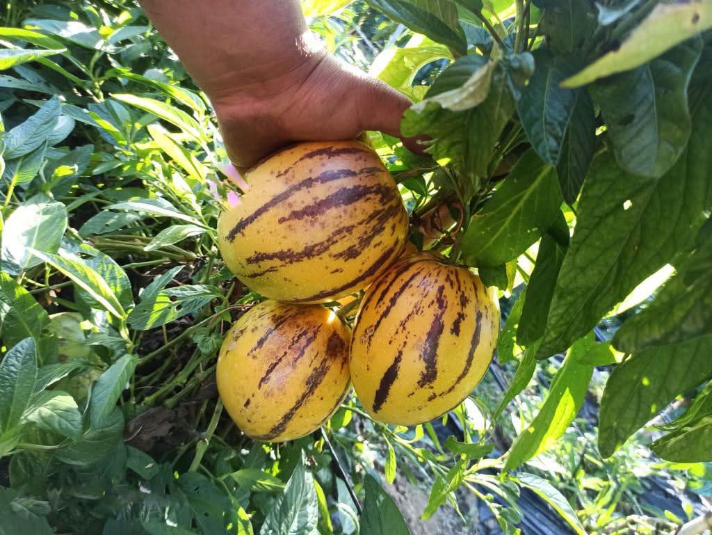Birnenmelone "Pepino dulce" - Image 3