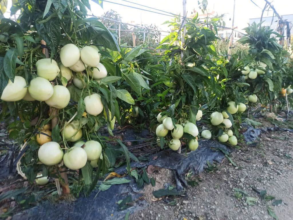 Birnenmelone "Pepino dulce" - Image 4