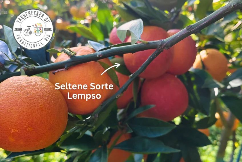 Blutorangen Lempso Bio Familie Caracciolo Sizilien - Image 3