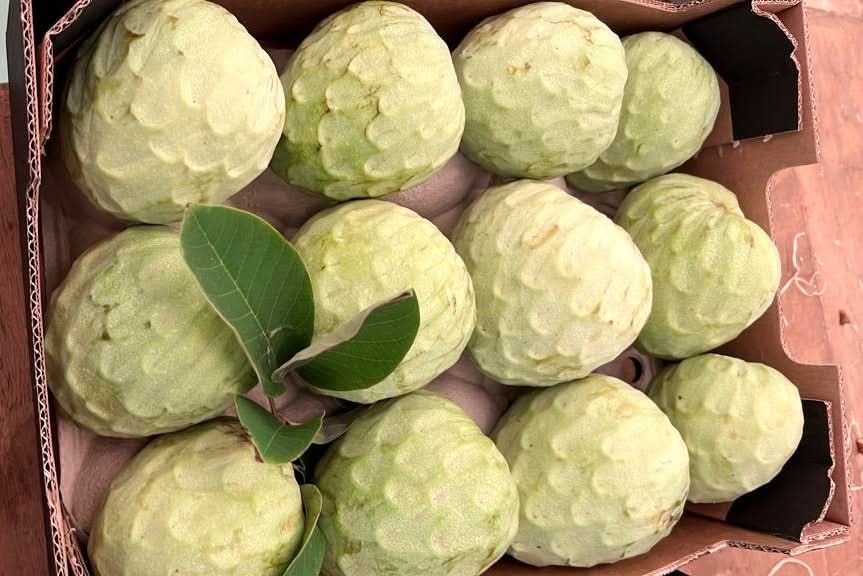 Cherimoya 1 Stk. - Image 13