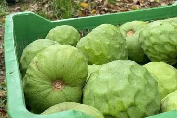 Cherimoya 1 Stk. - Image 6