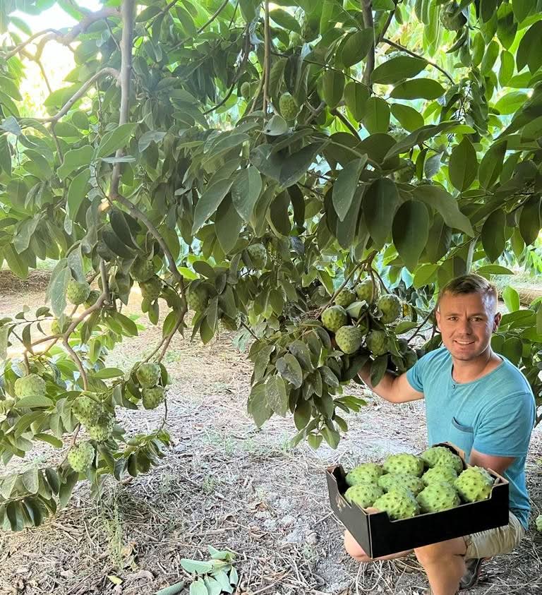 Cherimoya 1 Stk. - Image 8