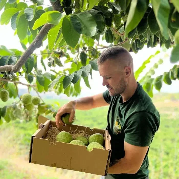 Cherimoya "Campas" Bio von Julian Aktionspreis - Image 3