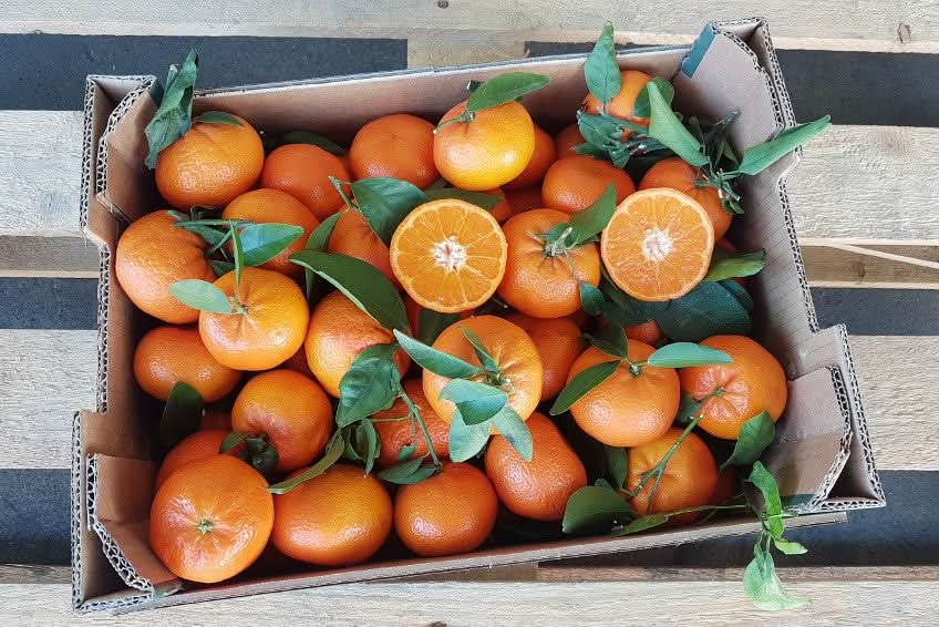 Clementinen Oronules mit Blatt Bio Sparpreis-Box