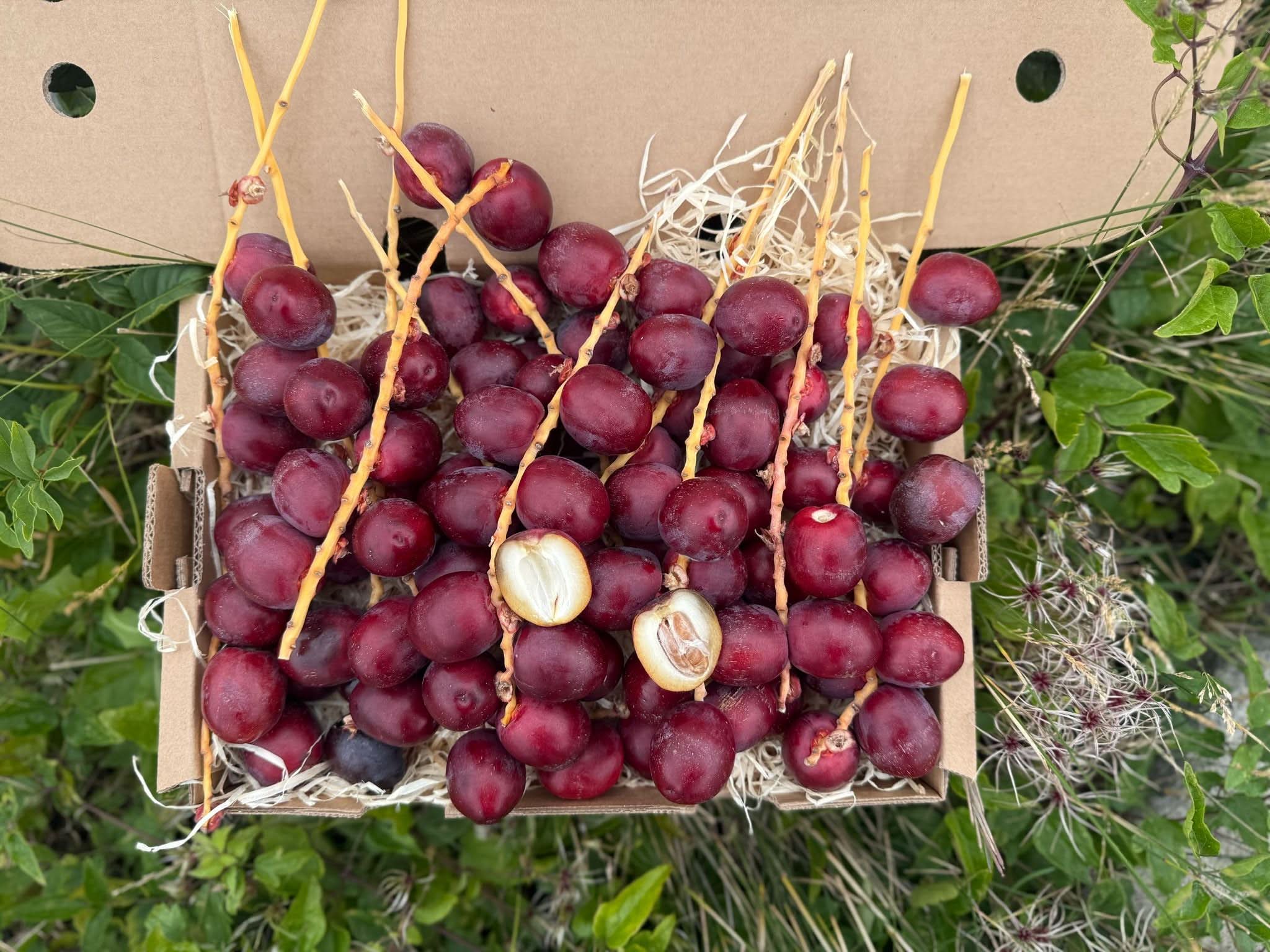 Datteln Barhi rot naturbelassen