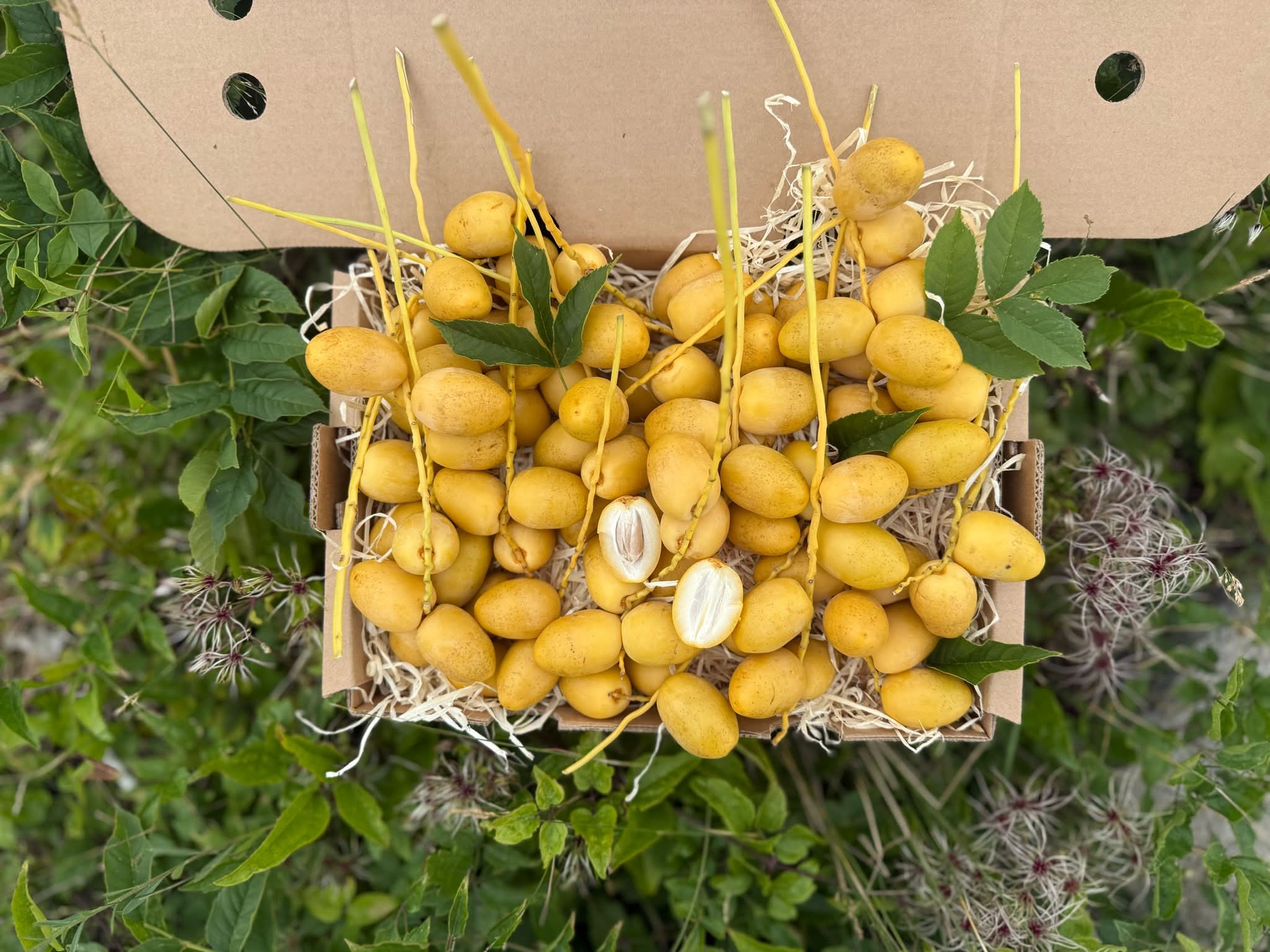 Datteln Barhi gelb naturbelassen - Image 9