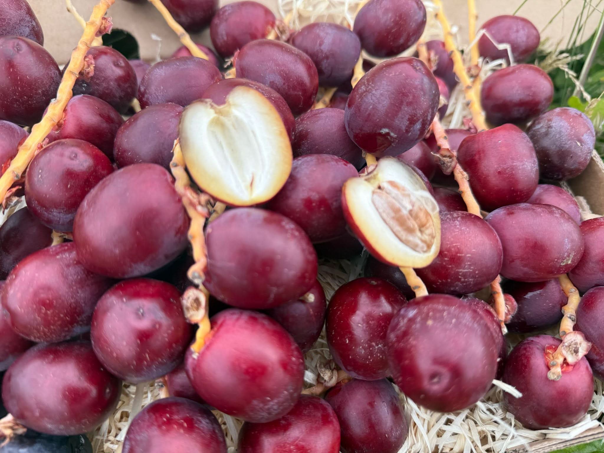 Datteln Barhi rot naturbelassen - Image 5