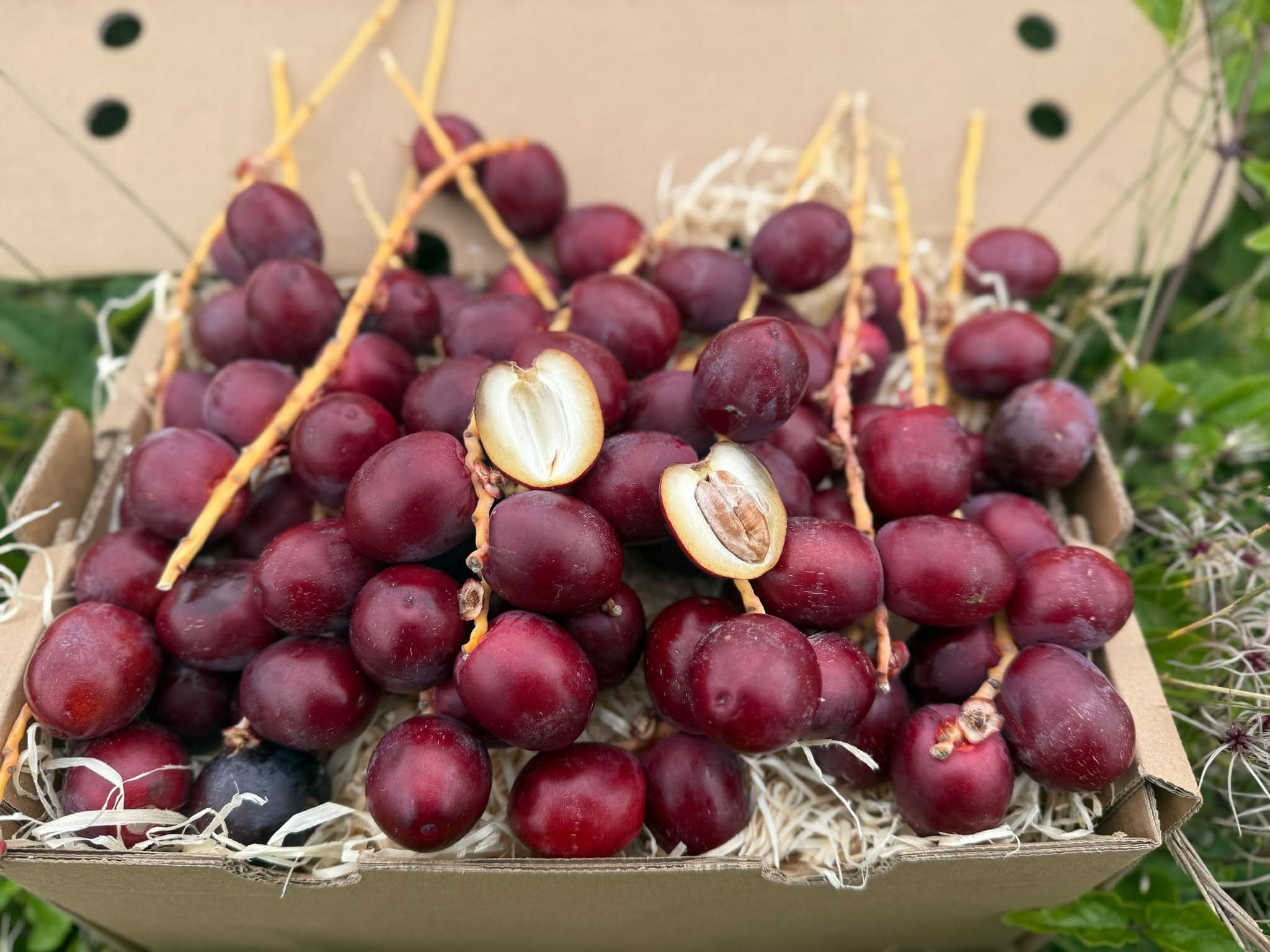 Datteln Barhi rot naturbelassen - Image 12