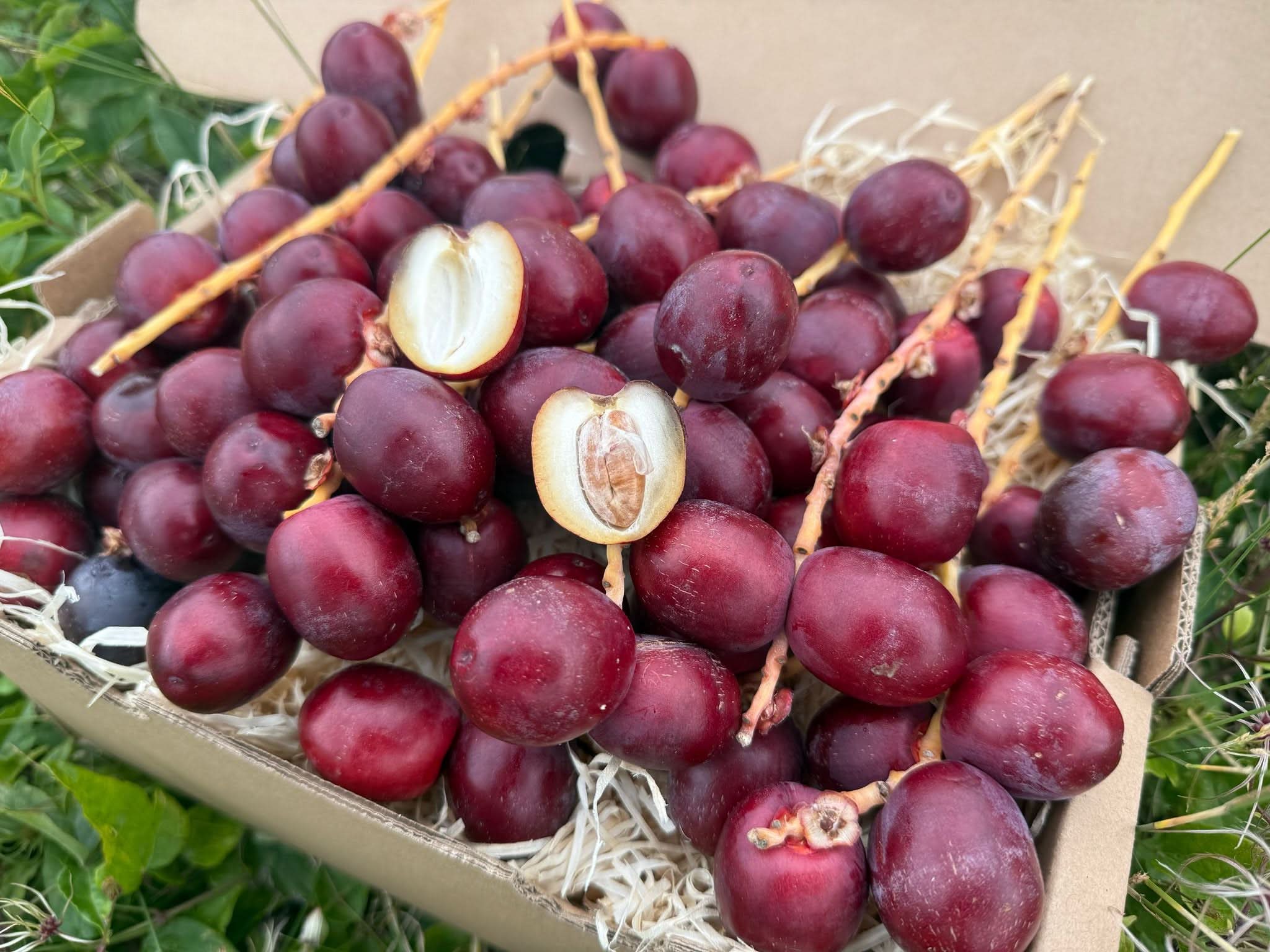 Datteln Barhi rot naturbelassen - Image 9