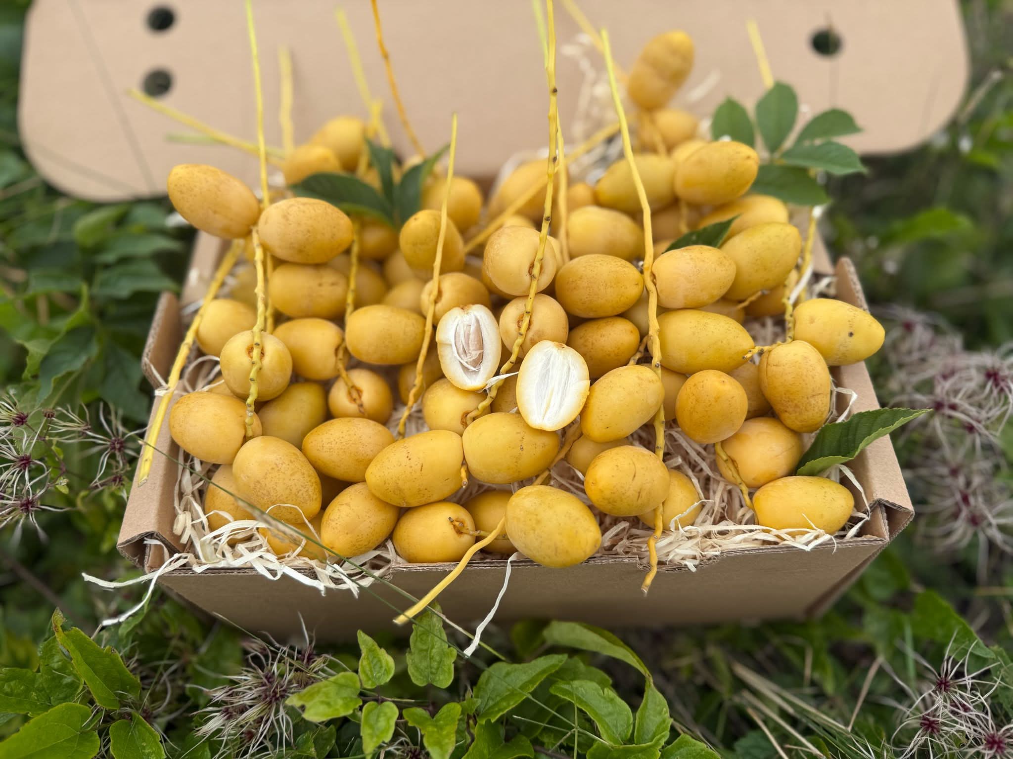 Datteln Barhi gelb naturbelassen