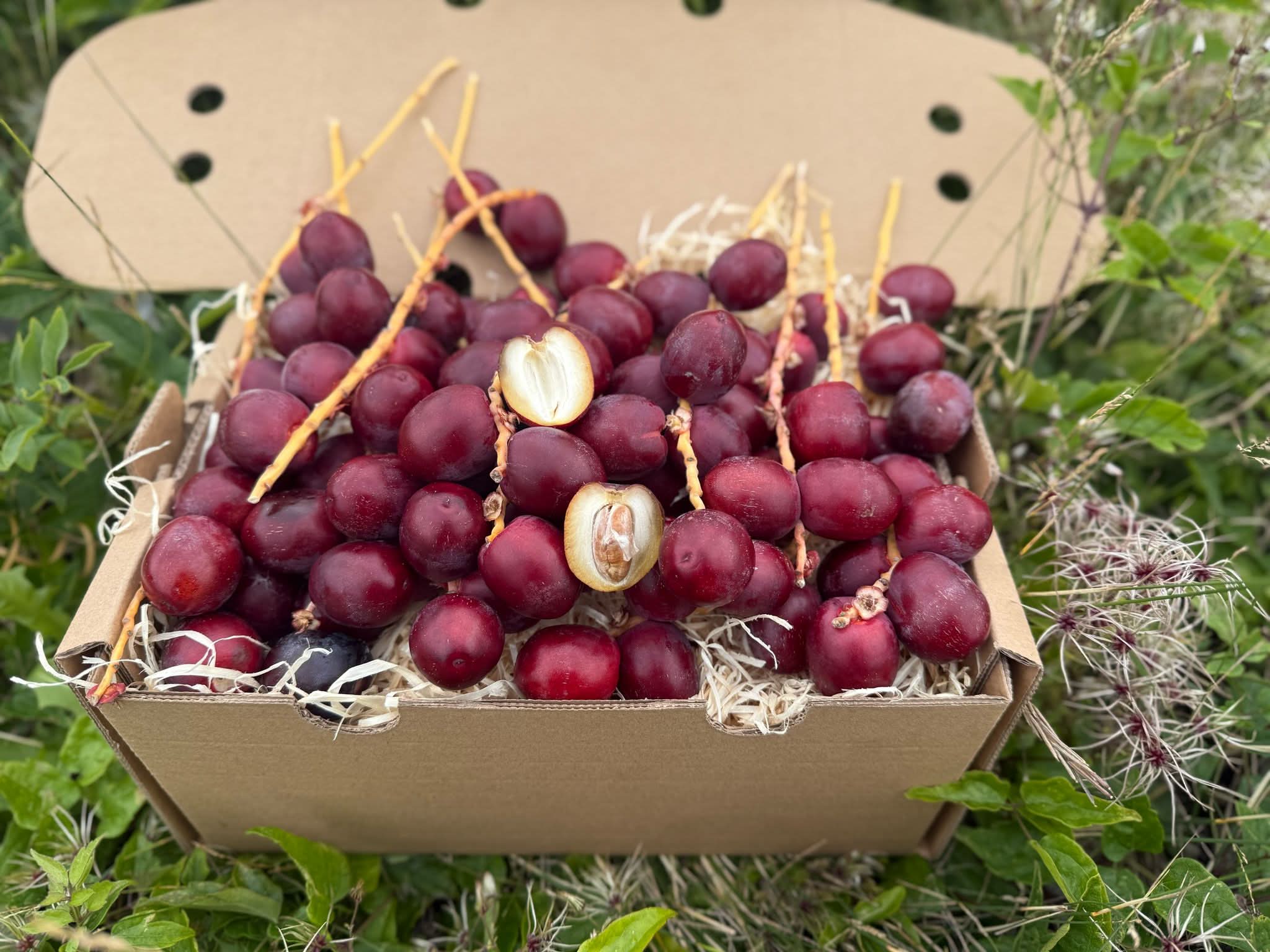 Datteln Barhi rot naturbelassen - Image 4