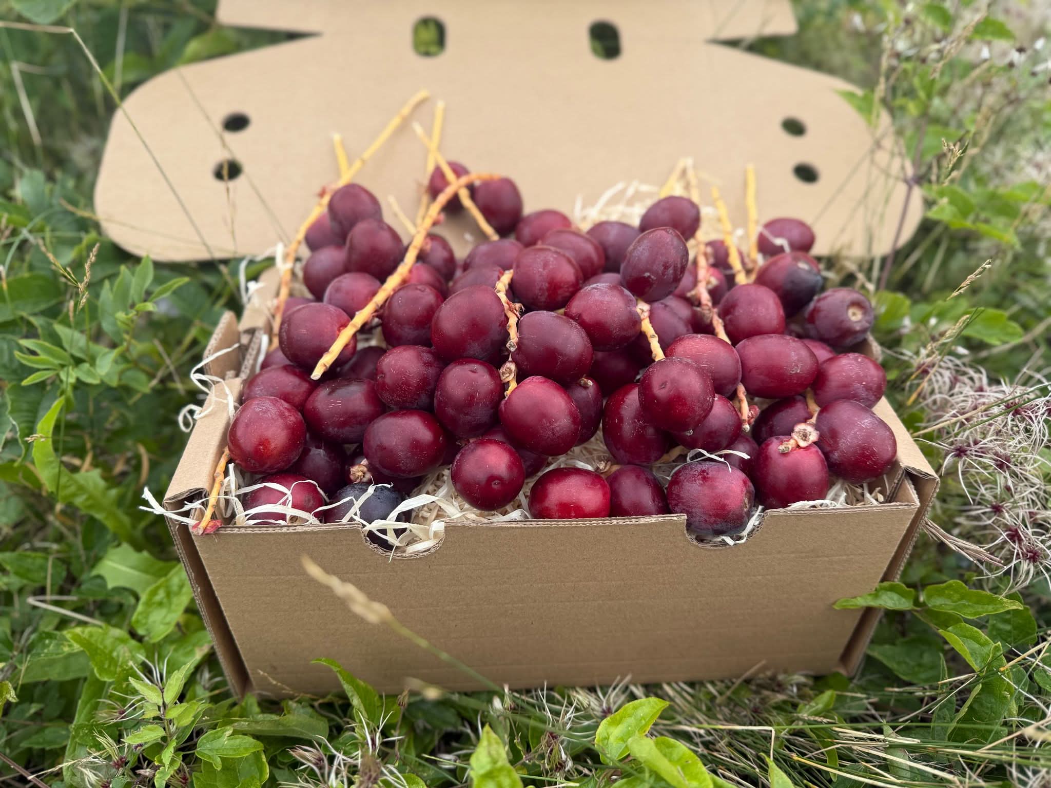 Datteln Barhi rot naturbelassen - Image 10