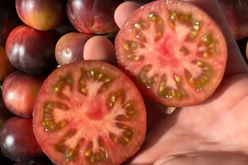 Delikatess-Tomate Purple Rose von Julian - Image 3