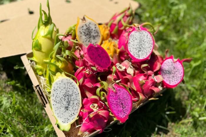 Drachenfrucht 1 Stk.