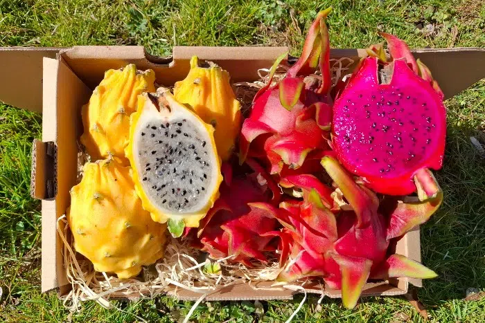 Drachenfrucht 1 Stk. - Image 2