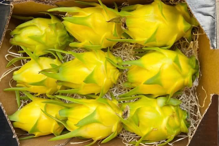 Drachenfrucht gelb Bio von Salvador Retterbox - Image 6