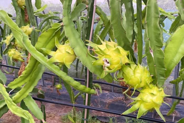 Drachenfrucht gelb Bio von Salvador Retterbox - Image 8