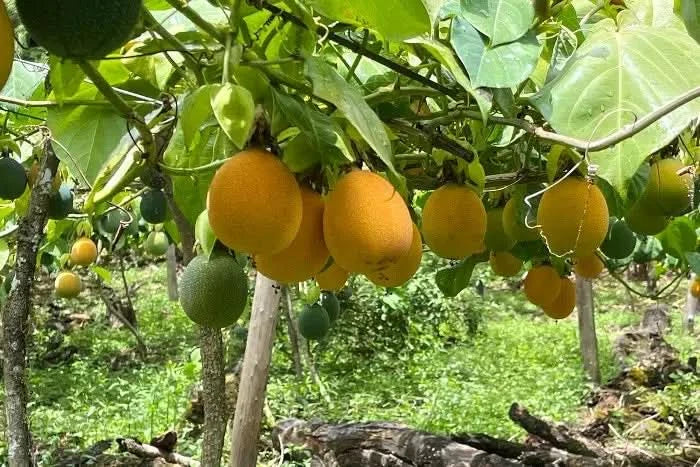 Drachenfrucht gelb & Granadilla Aktionswoche - Image 8
