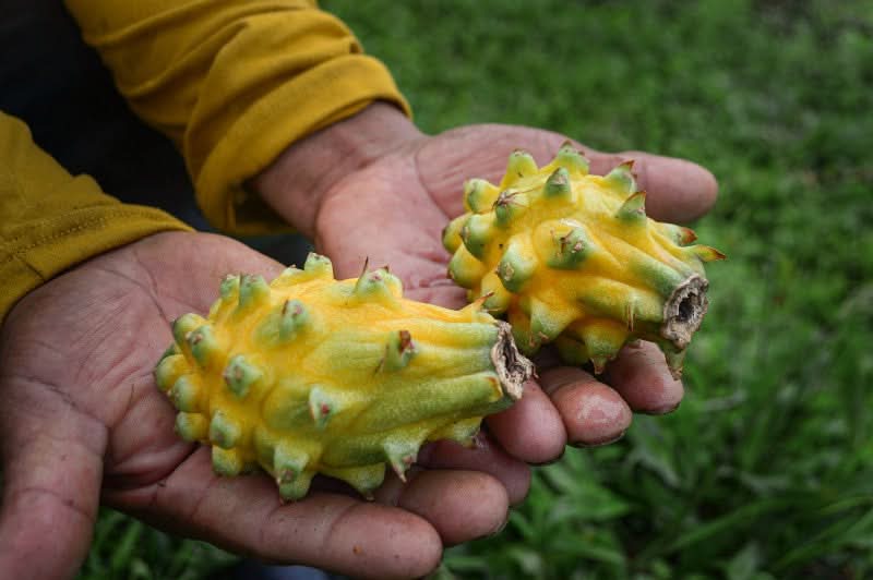 Drachenfrucht Mix Bio & wild Sonderaktion % - Image 12