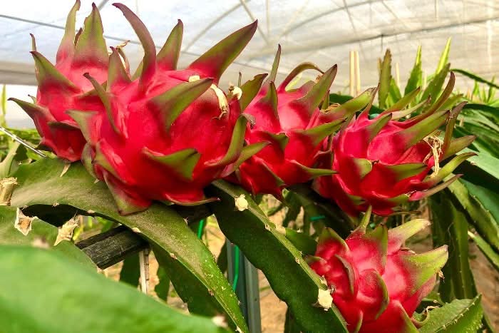 Drachenfrucht Mix Bio & wild Sonderaktion % - Image 11