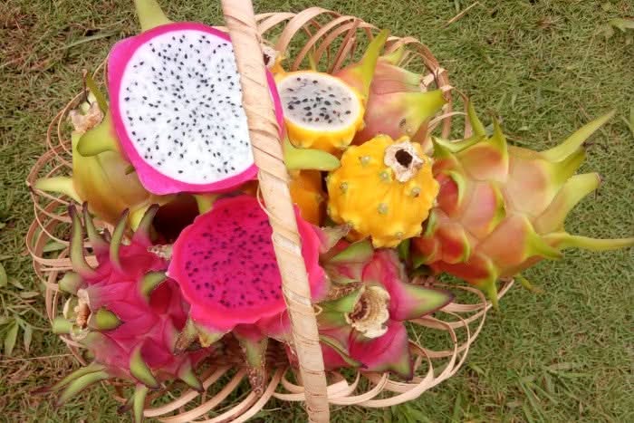 Drachenfrucht Mix Bio & wild Sonderaktion % - Image 8