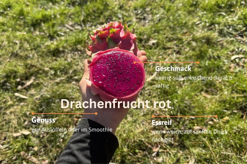 Drachenfrucht rot 1 Stk. - Image 2