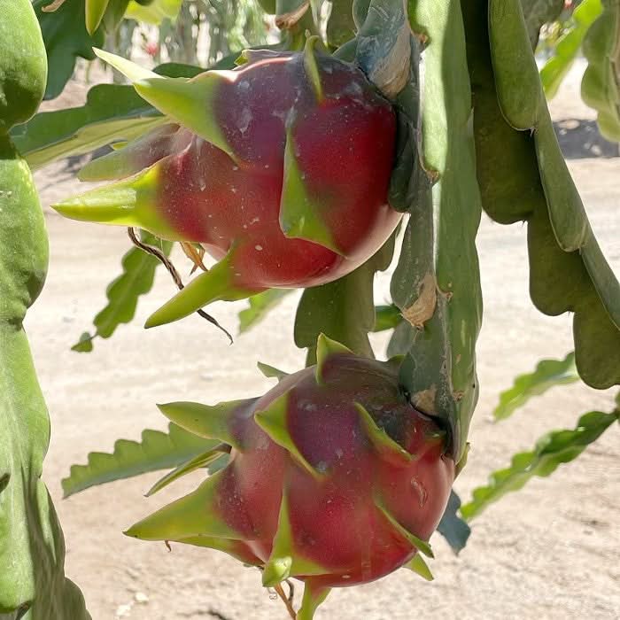 Drachenfrucht rot 1 Stk. - Image 7