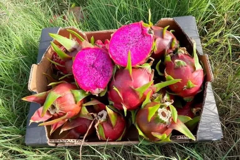 Drachenfrucht rot „American Beauty“ von Jaime