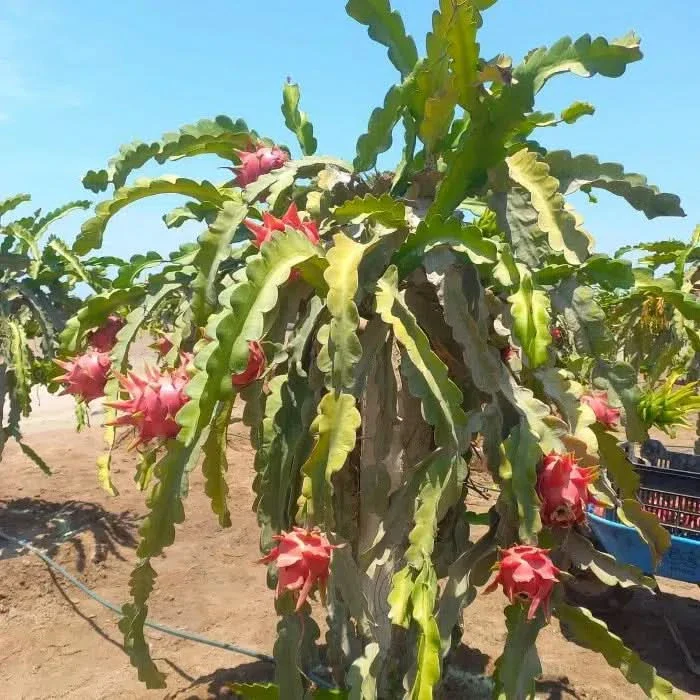 Drachenfrucht rot - Image 5