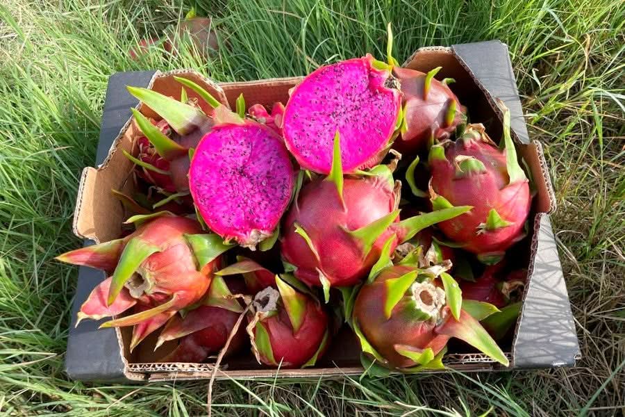 Drachenfrucht rot von Familie Bolivar Kennenlernpreis - Image 4