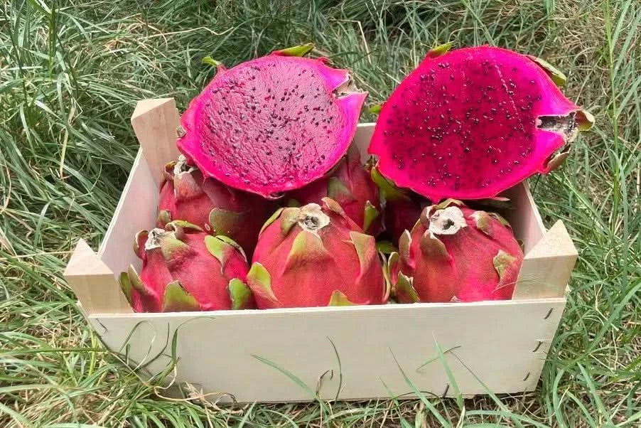 Drachenfrucht rot von Julian Aktionswoche