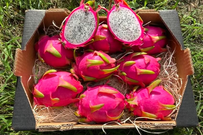 Drachenfrucht weiss Aktionswoche