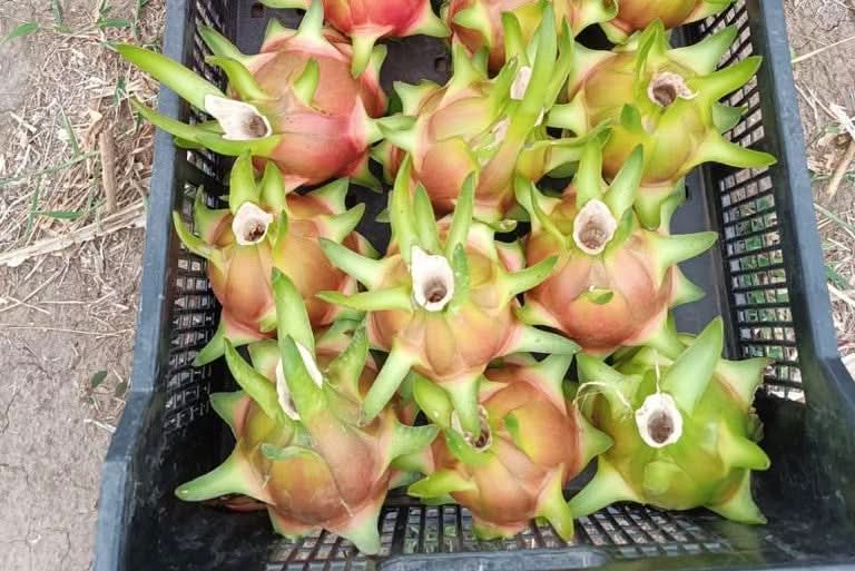 Drachenfrucht weiss Aktionswoche - Image 6