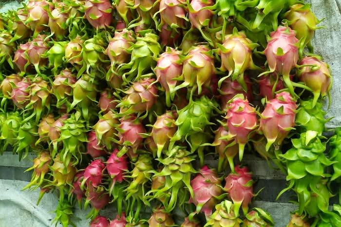 Drachenfrucht weiss von Familie Bolivar Aktionswoche - Image 5