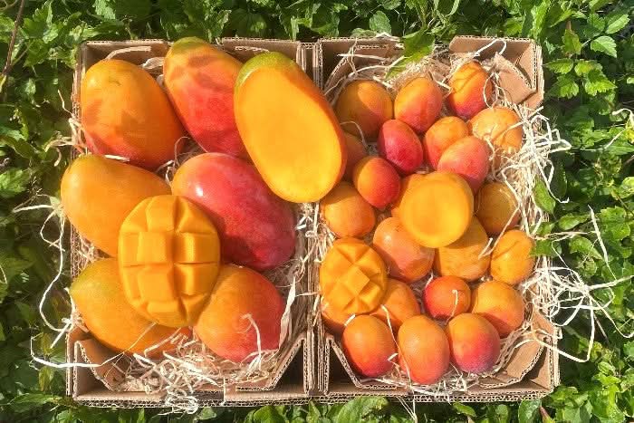 Edel Mango Irwin Gold Mix Bio von Julian