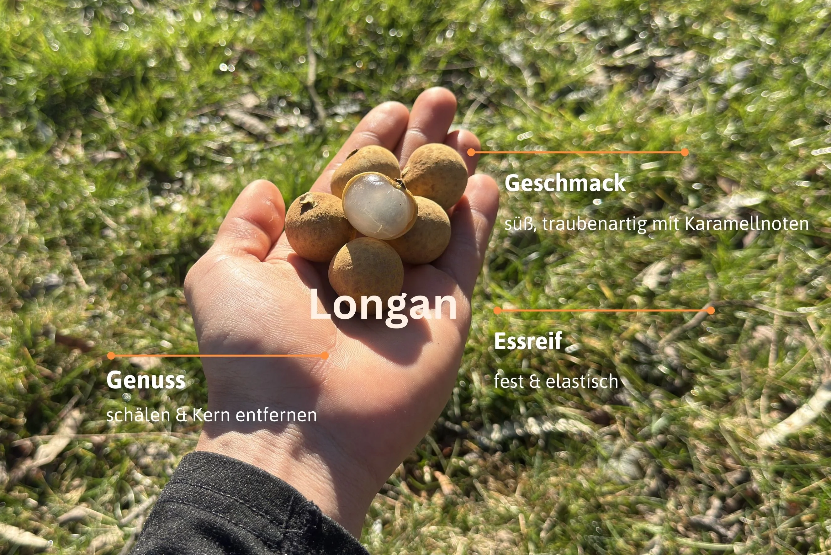 Tropen-Weltreise Exotenbox - Image 17