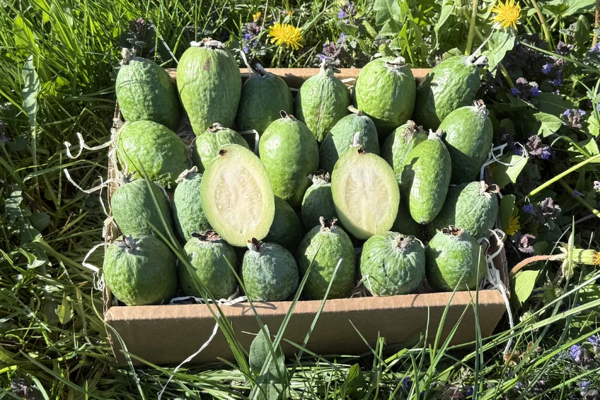 Feijoa (brasilianische Guave) 200g