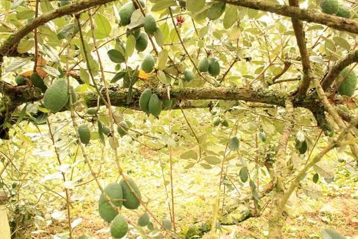 Feijoa (brasilianische Guave) 200g - Image 6