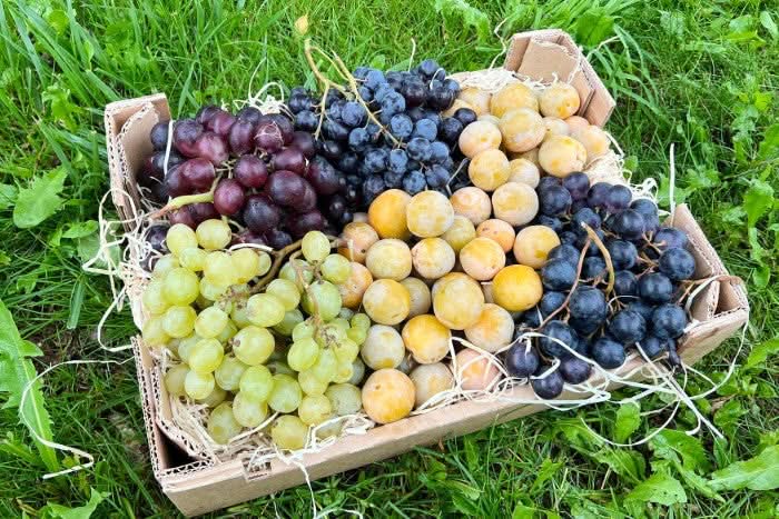 Früchtebox "Spätsommer in der Provence" Bio Box - Image 3