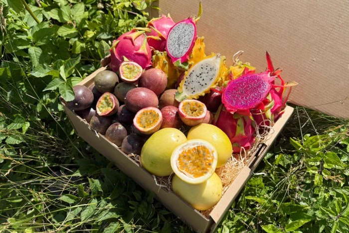 Fruchtfeuer Tropic Mix Box Sonderpreis - Image 2