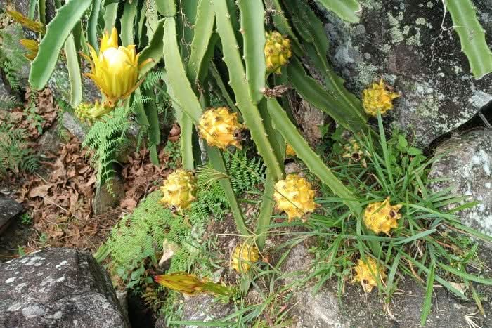 Goldene Drachenfrucht groß 1 Stk. - Image 6