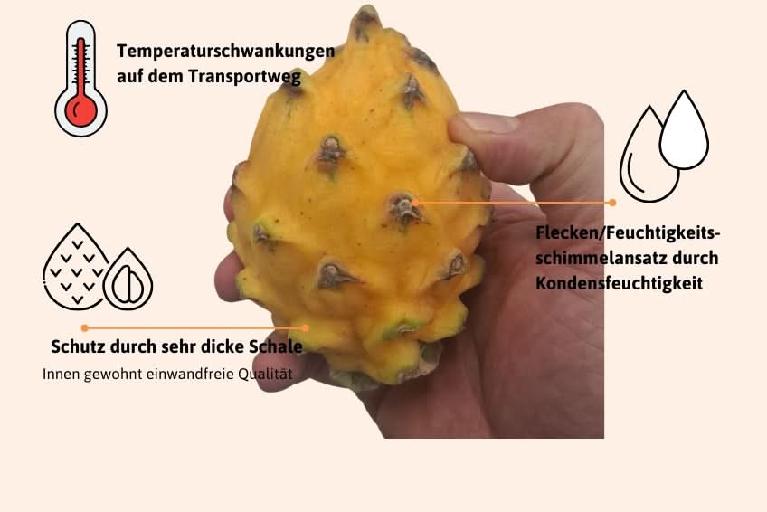 Goldene Drachenfrucht Retterbox 1,5kg - Image 2