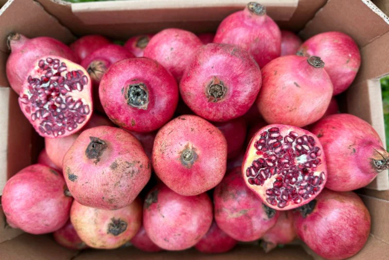 Granatapfel von Enzo Bio Retterbox